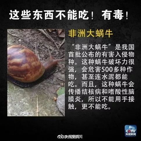 雨后大蜗牛携带传染病,蜗牛会引起肺结核吗