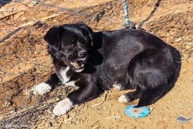 为什么养狗的人很脏,为什么养狗的人会让别人感到讨厌