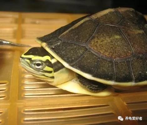 龟感冒vc能治好吗,人吃的感冒药可以给龟吃吗