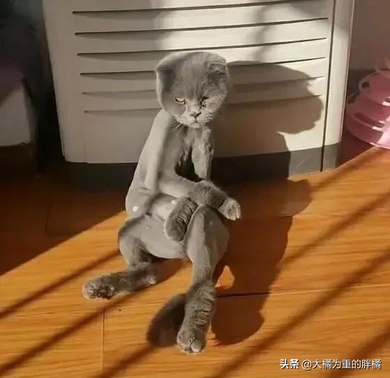 主人以为蓝猫太胖,主人嫌猫咪太掉毛把毛剃了