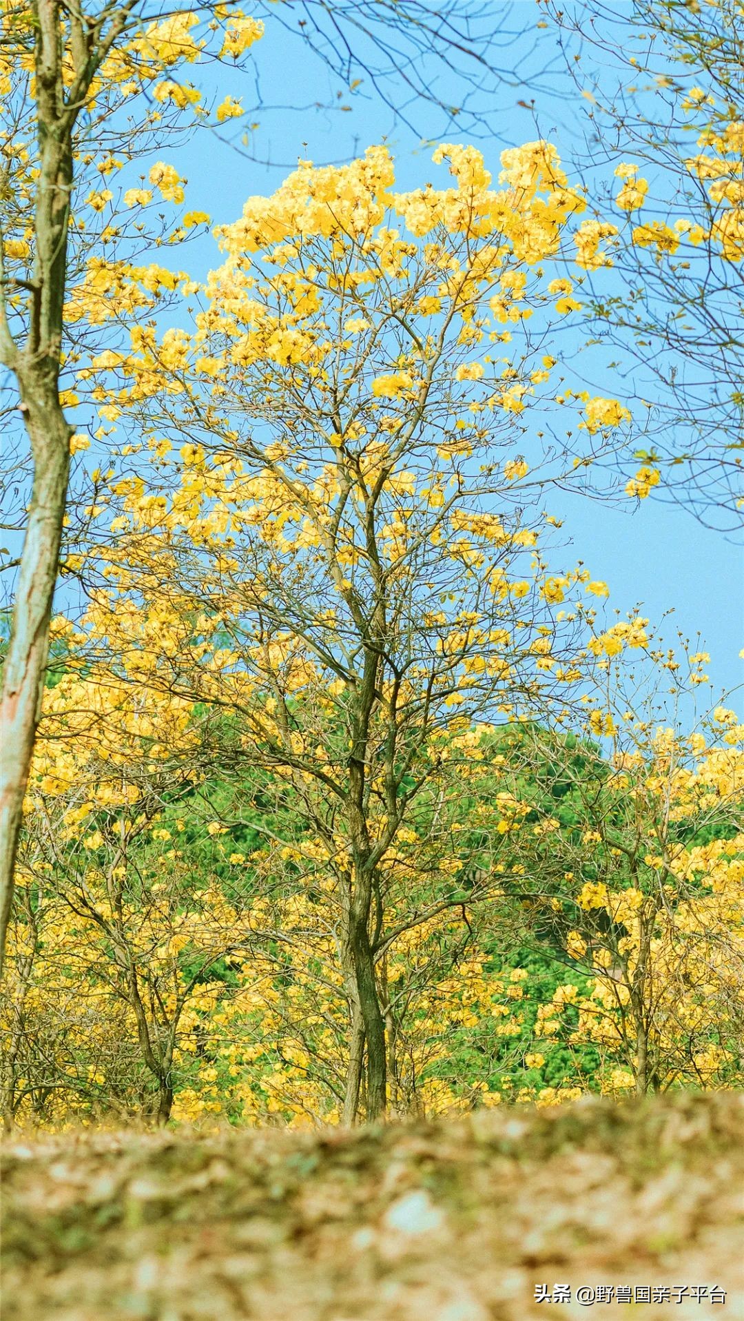 春天的花真的很美丽让人向往,春天的花也太美了
