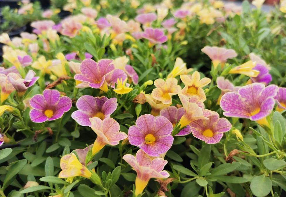 “冷专业”不冷！安徽农学毕业生的“热”力人生