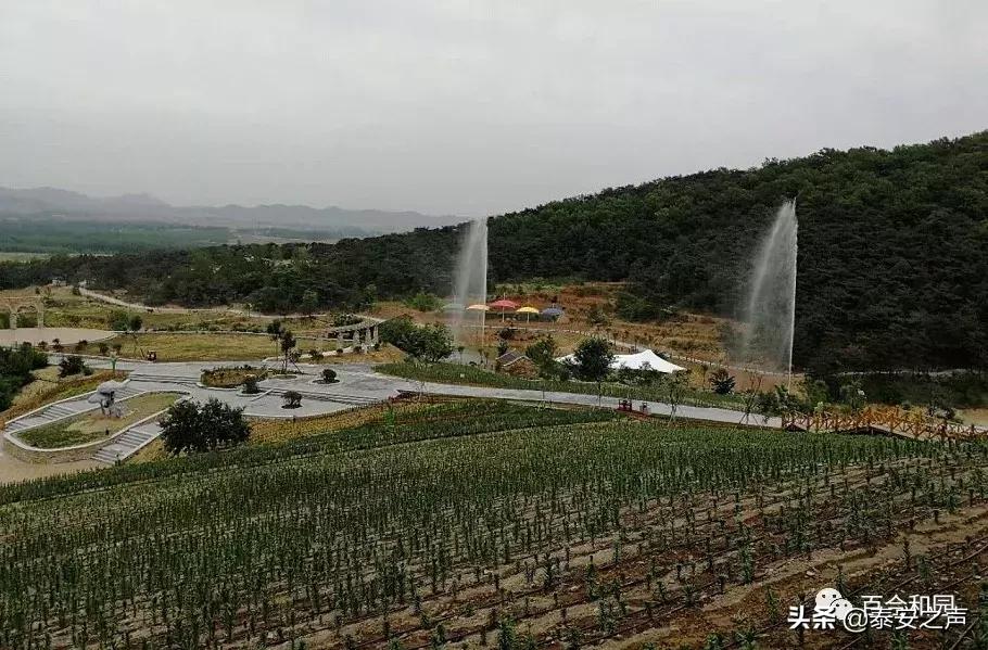 泰山百合和园简介,泰山百合和园