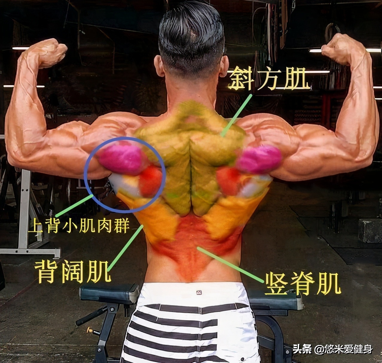 打造背部倒三角的七个黄金动作,背部肌肉倒三角怎么练无器械