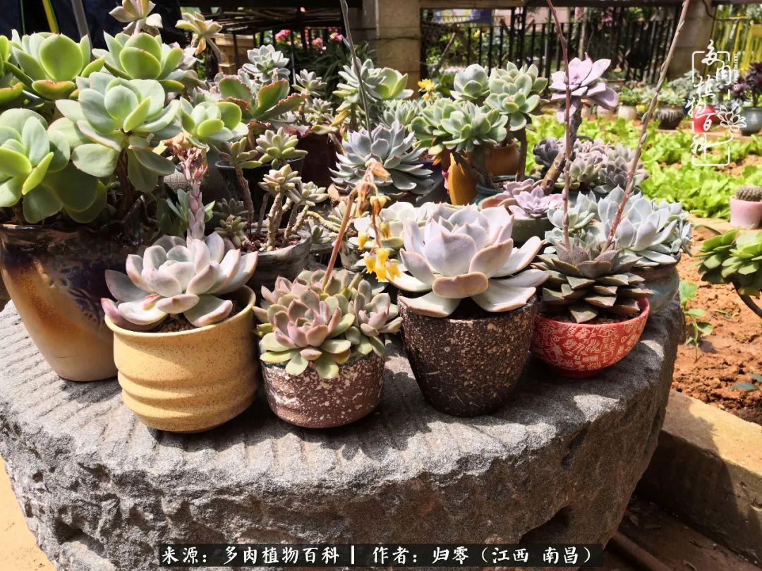 人生转个弯，在小院遇见落入凡间的多肉小精灵
