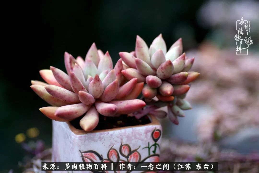 一见多肉误终生,一见多肉误终生从此入了养花坑