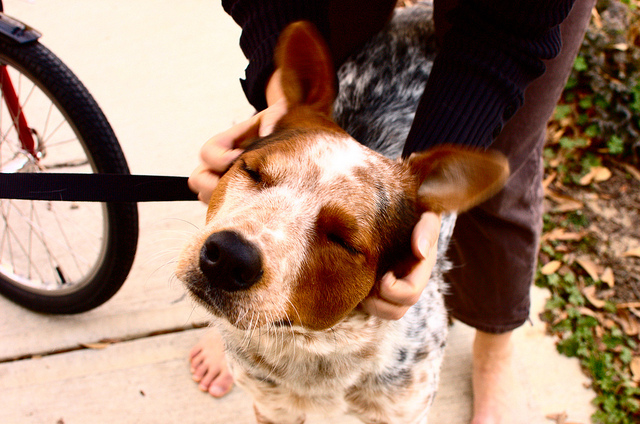 摸狗狗的时候它总爱咬手怎么办,经常抚摸狗狗会让它不咬人吗