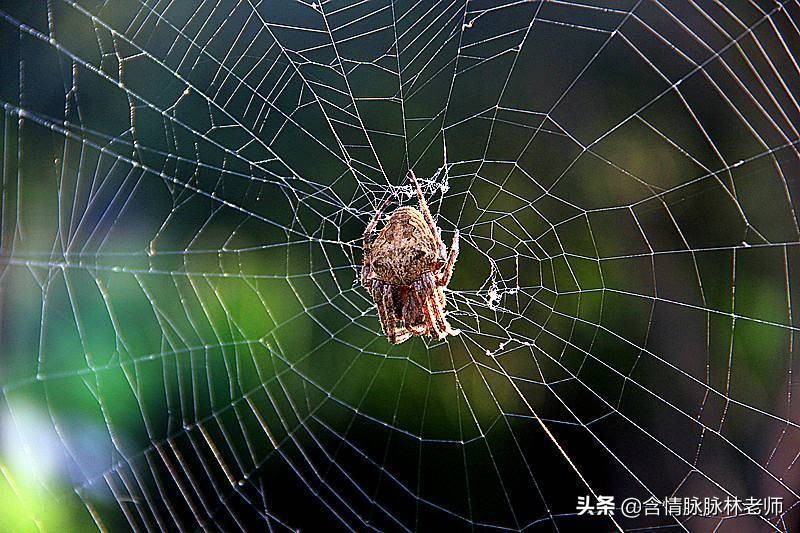 紫米青荷防蚊网使用教程,青荷防蚊网怎么用