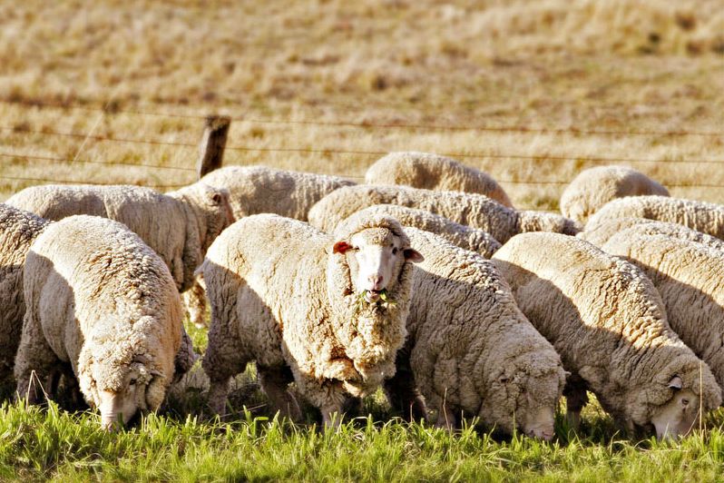 澳洲羊毛进口,澳洲进口羊毛