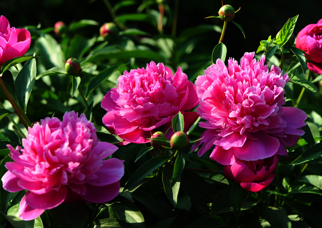 养花也要经历九九八十一难,养花的苦恼有哪些