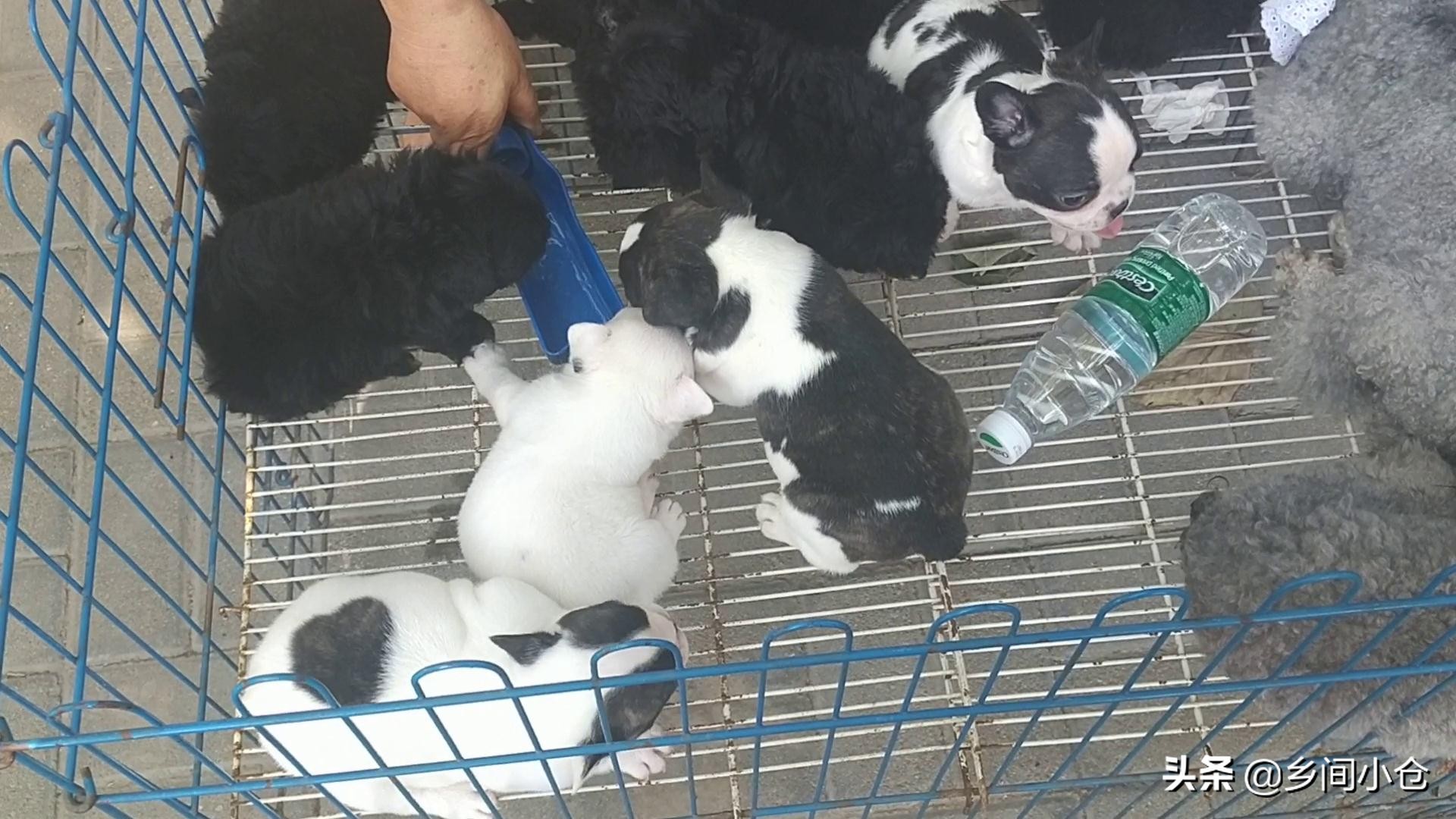 豫东最大狗市在哪里 (豫东南最大的狗市在哪里)