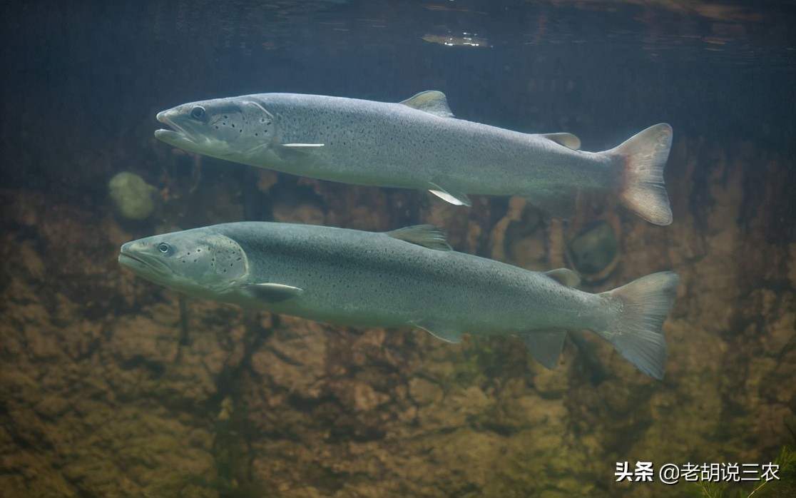 肇源江鱼排名,肇源江鱼有什么品种