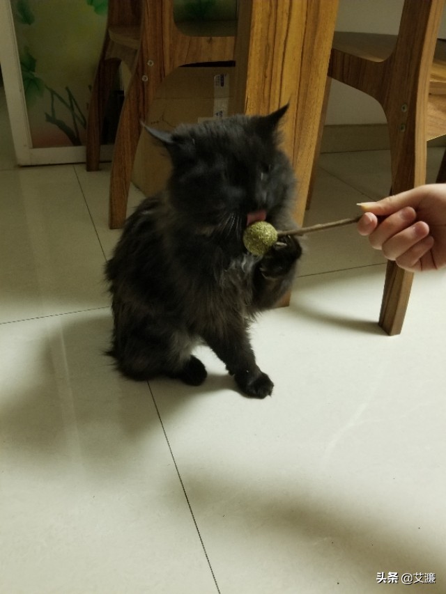 光影中的生灵仙鹤,光影生灵幻化图