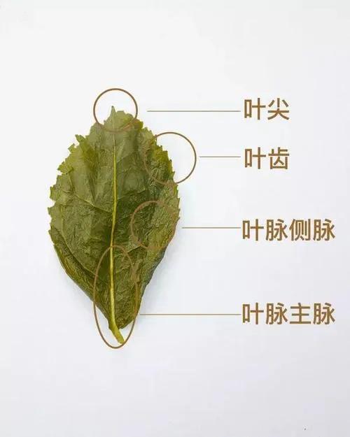 舌尖上的中国茶文化,传统手艺制作的铁观音茶