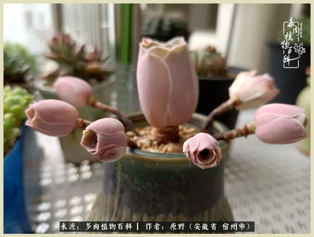 梅雨袭，酷暑至，多肉进入历劫季