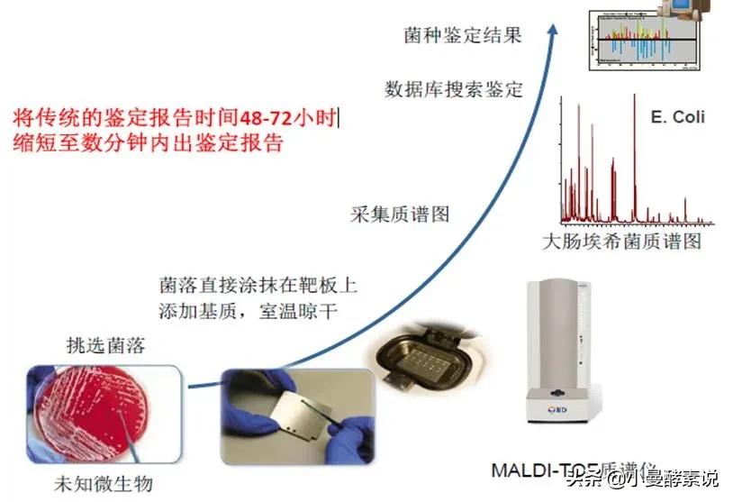 微生物鉴定的质谱技术有哪些,自动化微生物常用鉴定技术