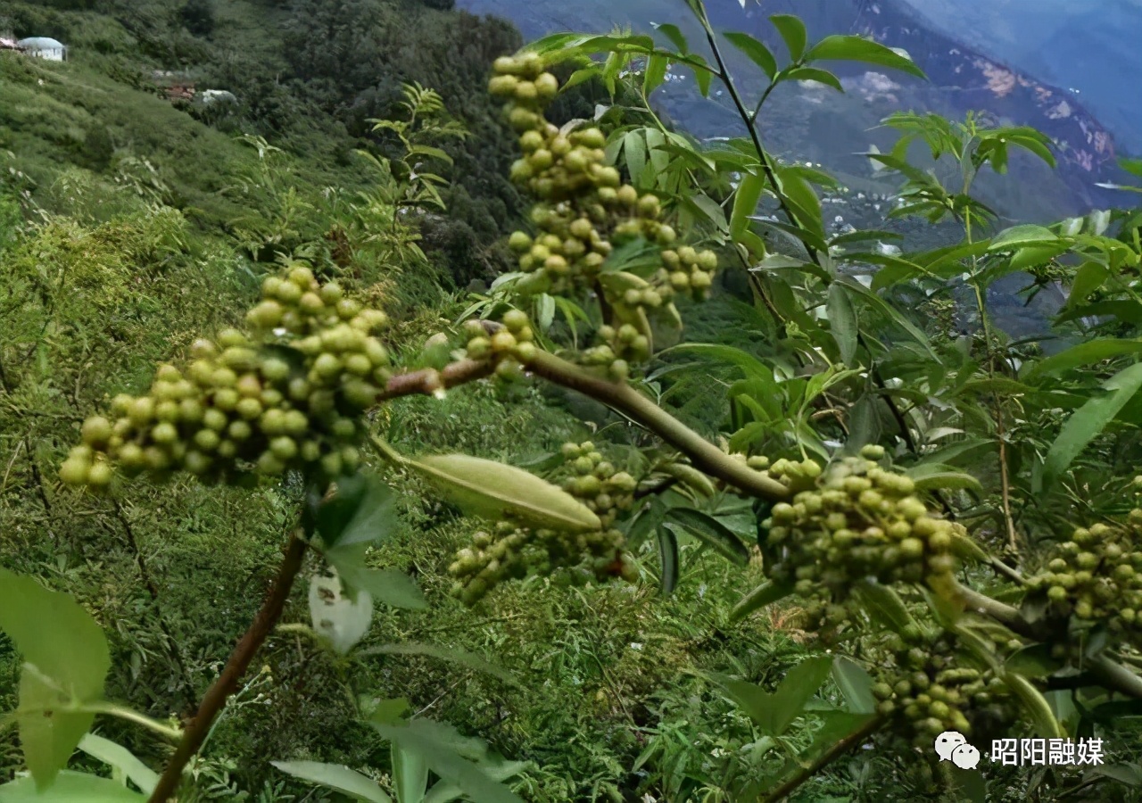 小花椒大产业铺就农民致富路,花椒产业链助农增收方案