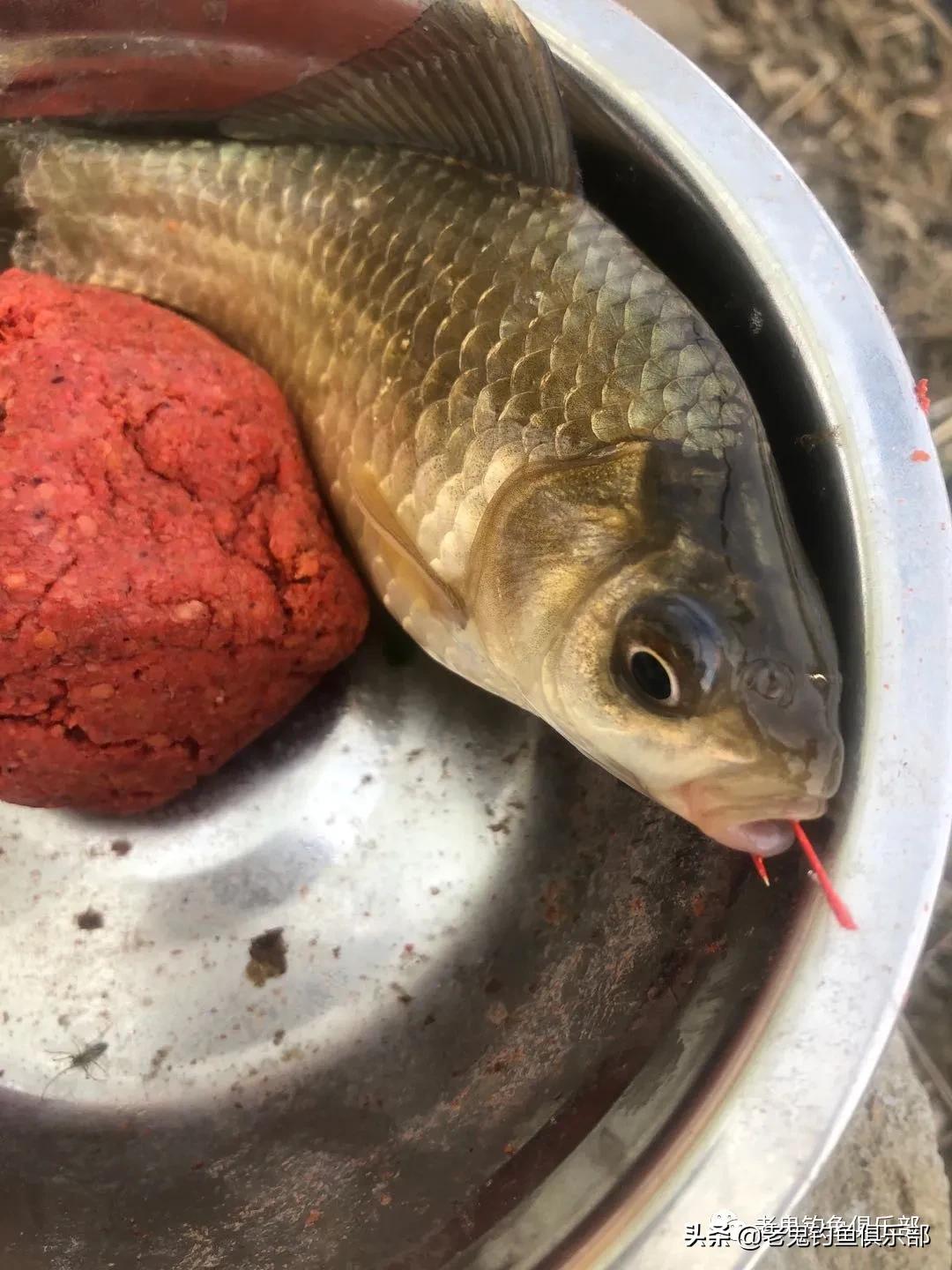 单开红虫,单开红虫拉饵