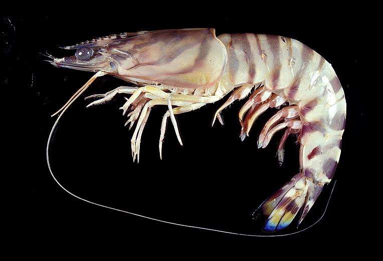 所有动物是怎么游泳的,小动物们是怎么游泳的