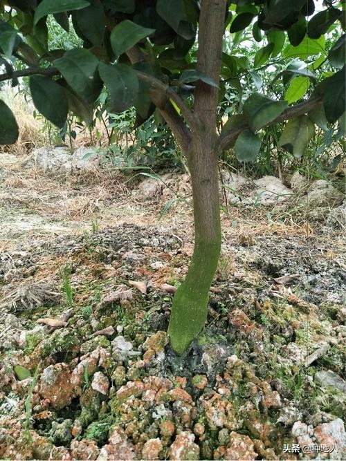 果园地长绿苔是什么原因,果园怎么除青苔最快最有效