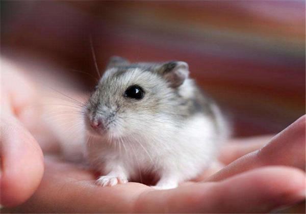 仓鼠冬眠需要注意些什么,仓鼠怎么能避免伪冬眠