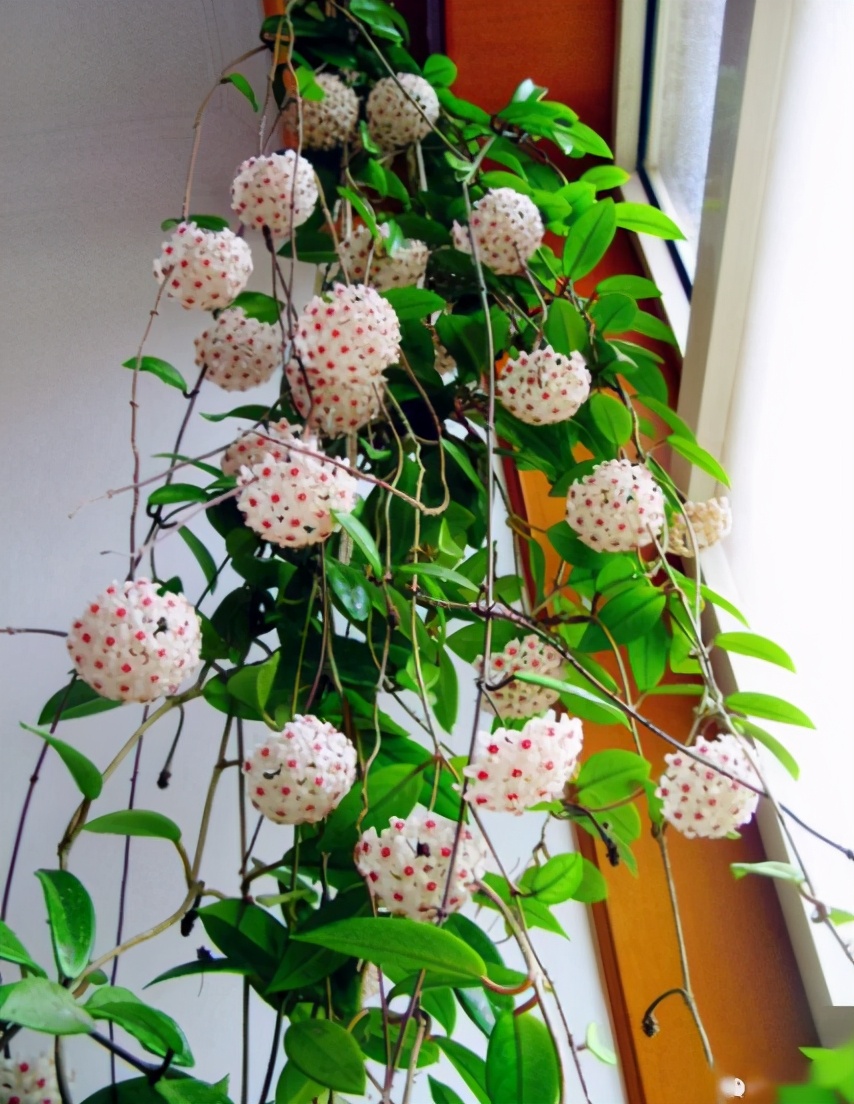 养球兰的三大忌,网购球兰不生长怎么回事