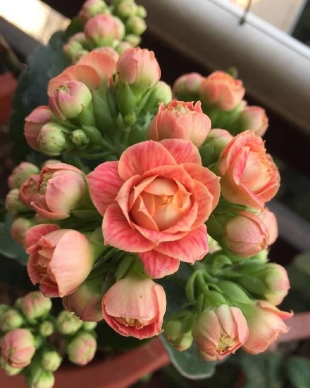 十月适合养什么花,十月现在季节养什么花不怕冷