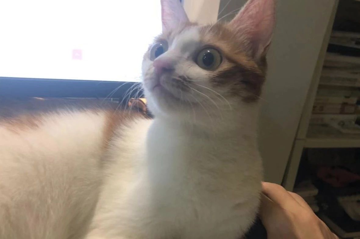 猫咪可以缓解焦虑抑郁吗,猫也会焦虑型依恋吗