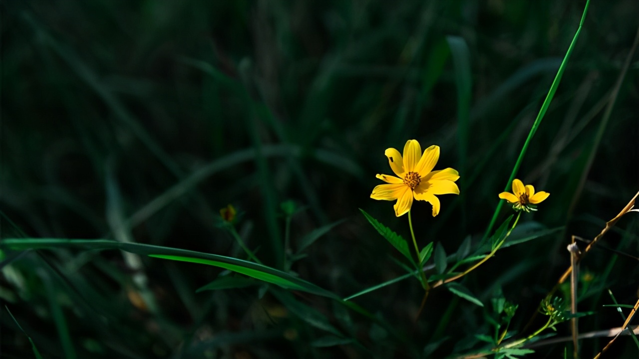 表面温柔实则固执的星座,低调隐忍深藏不露的四大星座