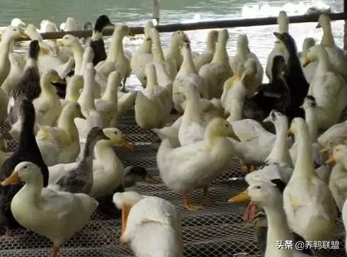 肉鸭养殖行情,肉鸭养殖前景及市场行情