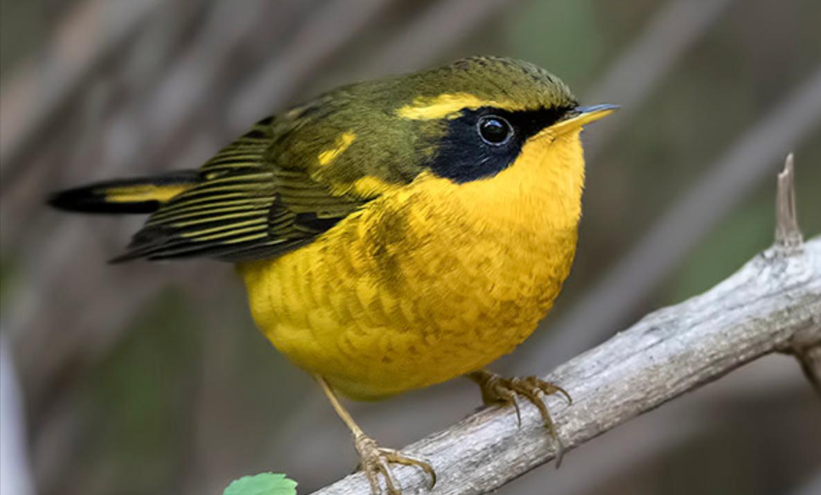 东江揽胜,惠州淡水常见鸟类图谱