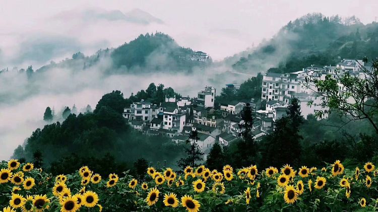 8月向日葵云海(徽州百工、黟县的朋友圈、瓷都景德镇)采风