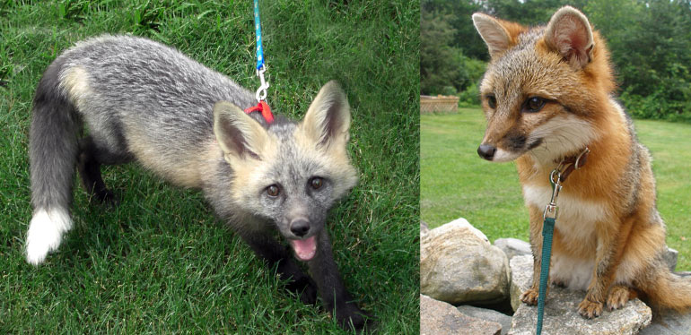 海豹北极熊为什么不怕冷,棕熊海豹