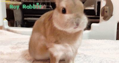兔兔辣么阔爱，你怎么不养兔兔？