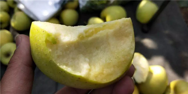 「密云农业」终于等到你，还好没放弃！黄元帅苹果上架开售了