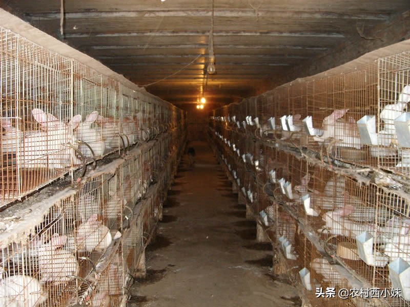 兔子感冒会传染给大人吗,家里的宠物兔子感冒怎么办