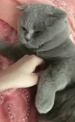 怎么惹猫生气很愤怒,惹猫生气的方法