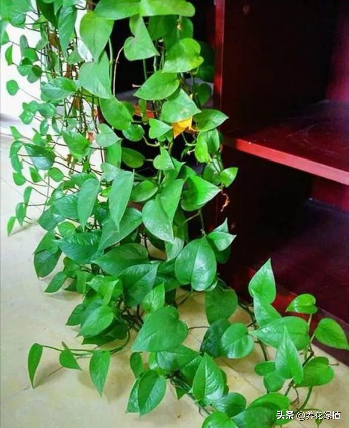 水培绿萝跟土培绿萝是一个品种吗,绿萝的养殖方法水培和土培的区别