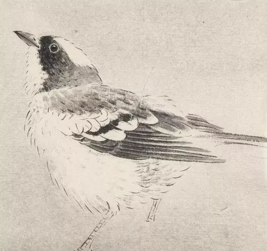 最简单画鸟的画法,各种鸟的画法简单又漂亮