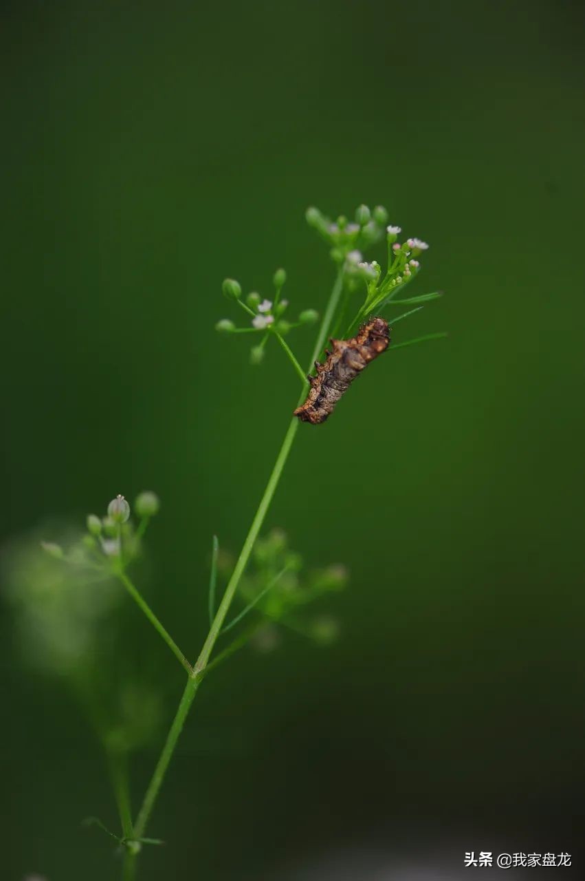 教你们一些特别实用的栽花小技巧,栽花有没有什么方法让它活得更好