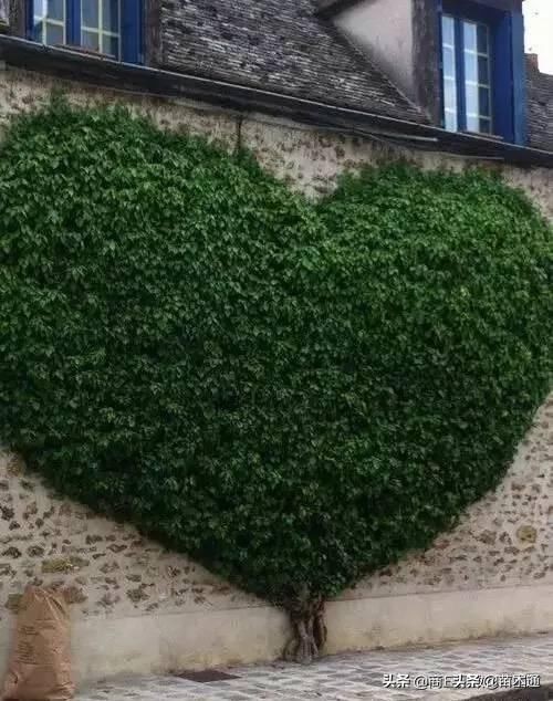 园林绿化苗木栽植为什么不易存活,苗木存活十大绝招