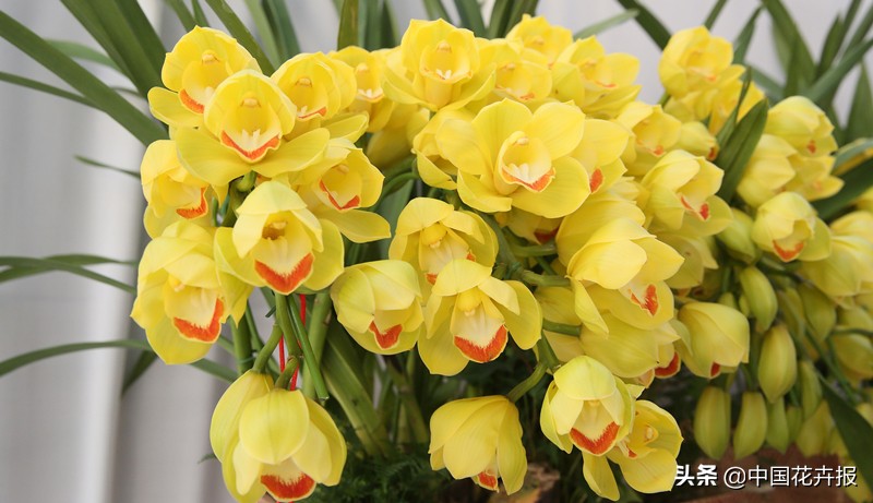 过年买的喜庆的花,过年买的喜庆花