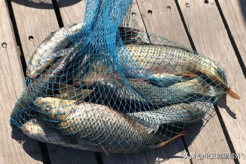 鸣翠湖垂钓开放时间,鸣翠湖养心岛垂钓