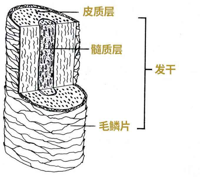 头发稀疏细软扁塌适合什么洗发水,头发稀疏的补救方法洗发水
