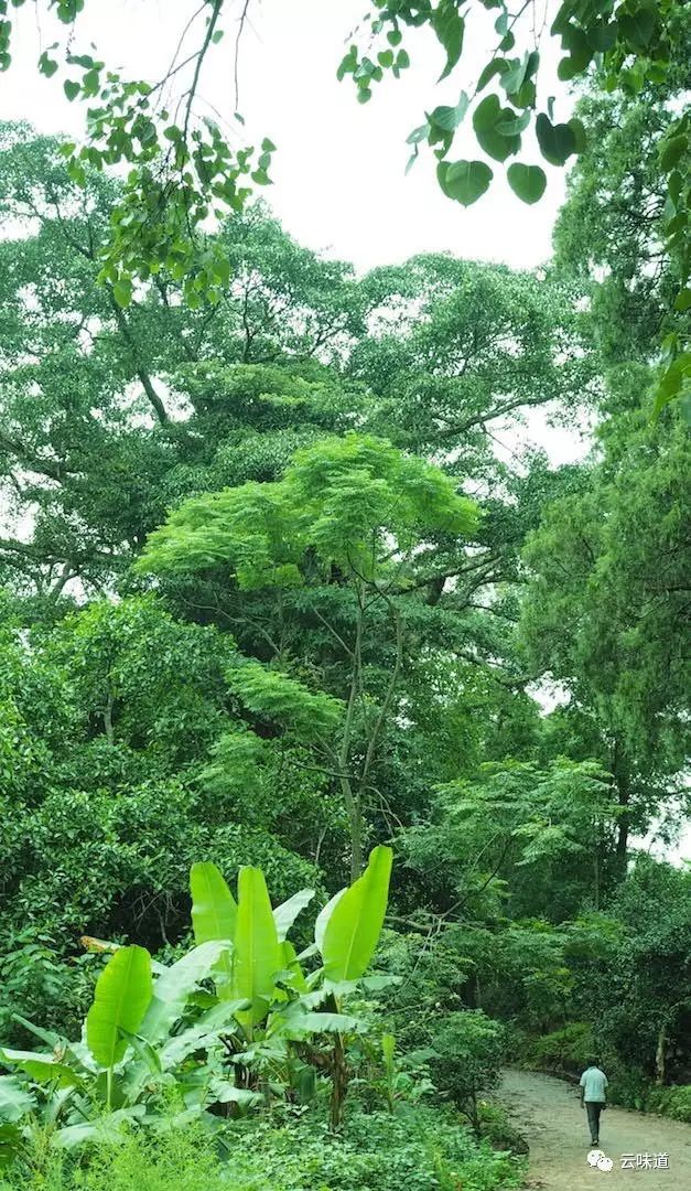 18万冰岛普洱茶,冰岛18年茶价格