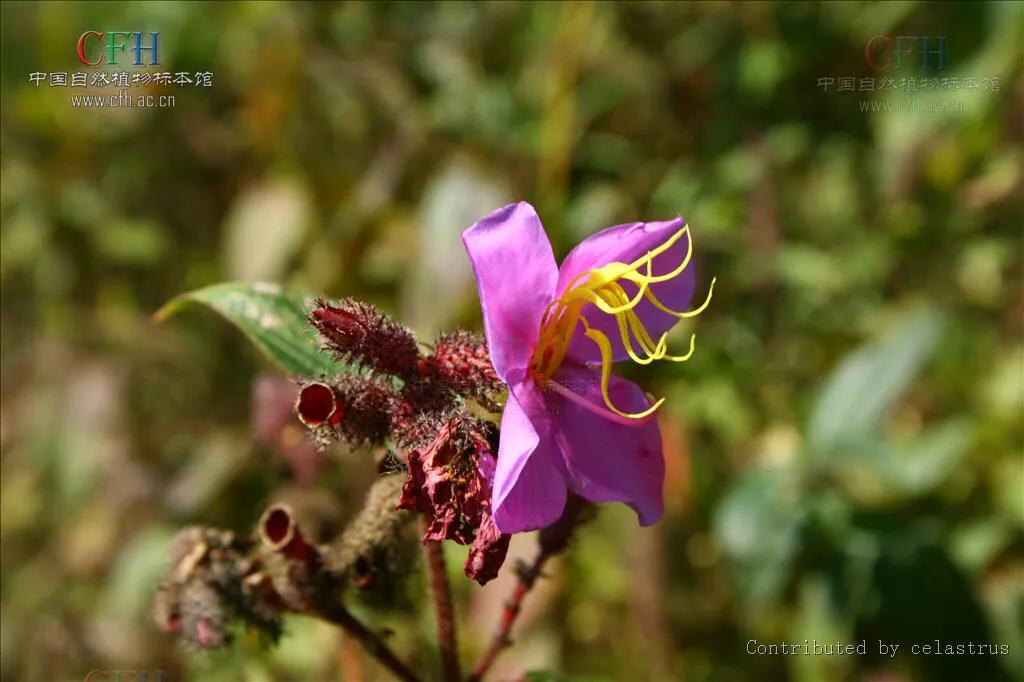 天香炉功效,中药材天香炉