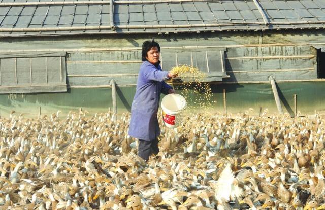 鸭养殖的市场前景如何,鸭子的市场需求