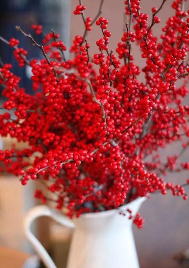 盆栽观果植物有哪些,观果植物具备哪些特征