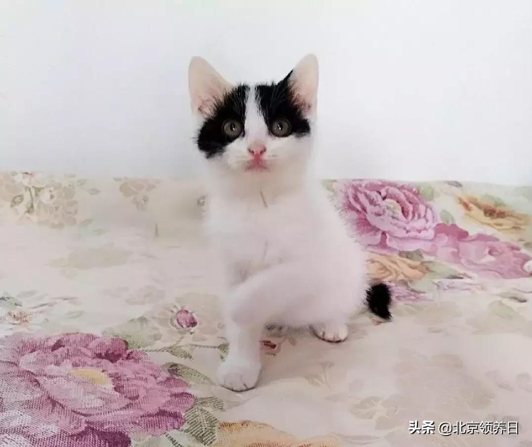 #领养代替购买#给它们一个家|线上宠物领养日,20190608加场