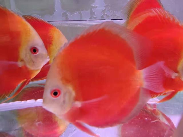 观赏鱼病怎么治好得快一点,观赏鱼病怎么治好的视频